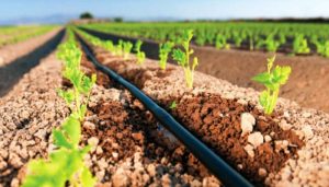 Sistemas de riego por goteo - SoriSoler - Benetusser Sistemas de riego por goteo - SoriSoler - Benetusser